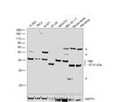 TBP Antibody in Western Blot (WB)