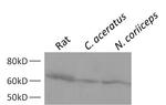 HSC70 Antibody in Western Blot (WB)