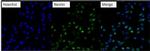 Nestin Antibody in Immunocytochemistry (ICC/IF)