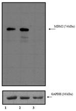 MDM2 Antibody in Western Blot (WB)