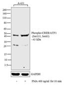 Phospho-CREB/ATF1 (Ser133, Ser63) Antibody in Western Blot (WB)