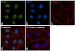 PAX8 Antibody in Immunocytochemistry (ICC/IF)