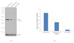 PAX8 Antibody in Western Blot (WB)