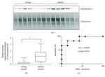 beta-3 Tubulin Antibody in Western Blot (WB)