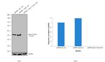 beta-3 Tubulin Antibody in Western Blot (WB)