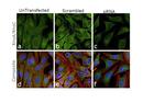 RhoA/RhoC Antibody in Immunocytochemistry (ICC/IF)