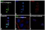 LEF1 Antibody