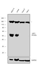 LEF1 Antibody in Western Blot (WB)