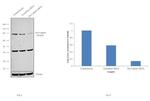 Mu-Calpain Antibody