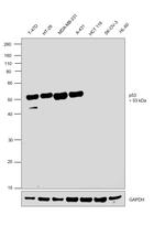 p53 Antibody