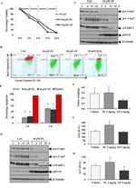 Caspase 9 Antibody in Western Blot (WB)