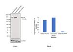 SMC1 Antibody in Western Blot (WB)