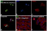 p53 Antibody