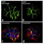 EGFR Antibody