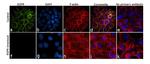 EGFR Antibody in Immunocytochemistry (ICC/IF)