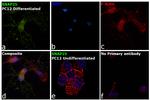 SNAP25 Antibody in Immunocytochemistry (ICC/IF)