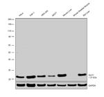 GLO1 Antibody