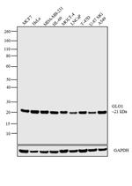 GLO1 Antibody in Western Blot (WB)