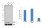 GLO1 Antibody