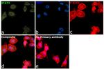 STAT3 Antibody in Immunocytochemistry (ICC/IF)