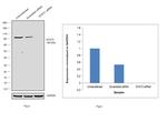 STAT3 Antibody in Western Blot (WB)