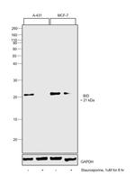 BID Antibody in Western Blot (WB)