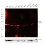 beta Actin Antibody