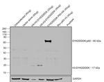 DYKDDDDK Tag Antibody