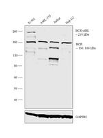 BCR-ABL Antibody