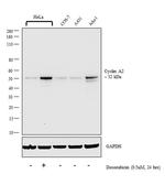 Cyclin A2 Antibody