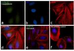 Cyclin A2 Antibody in Immunocytochemistry (ICC/IF)