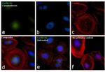 Cyclin B1 Antibody