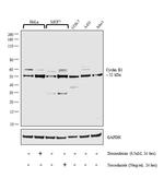 Cyclin B1 Antibody