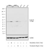 Cyclin B2 Antibody in Western Blot (WB)