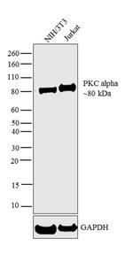 PKC alpha Antibody in Western Blot (WB)