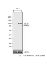 HIF1A Antibody in Western Blot (WB)