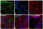 HIF-2 alpha Antibody in Immunocytochemistry (ICC/IF)