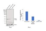 p19ARF Antibody in Western Blot (WB)