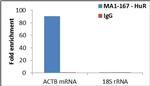 HuR Antibody in RNA Immunoprecipitation (RIP)