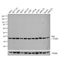 HuR Antibody in Western Blot (WB)