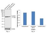 GAPDH Antibody in Western Blot (WB)