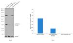 Caspase 3 Antibody in Western Blot (WB)