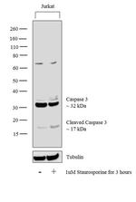 Caspase 3 Antibody in Western Blot (WB)