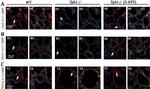 Calcium Sensing Receptor Antibody in Immunohistochemistry (Paraffin) (IHC (P))