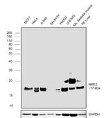 NME2 Antibody in Western Blot (WB)