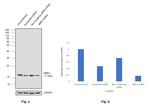 NME2 Antibody