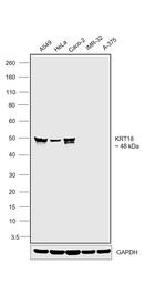 Cytokeratin 18 Antibody in Western Blot (WB)