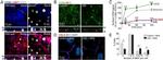 CD59 Antibody in Immunocytochemistry (ICC/IF)