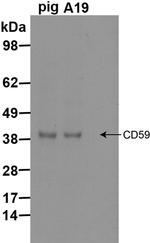 CD59 Antibody in Western Blot (WB)