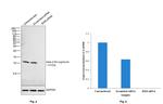 beta-2 Microglobulin Antibody in Western Blot (WB)